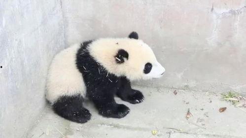 娱乐吃瓜酱熊猫生气  第2张